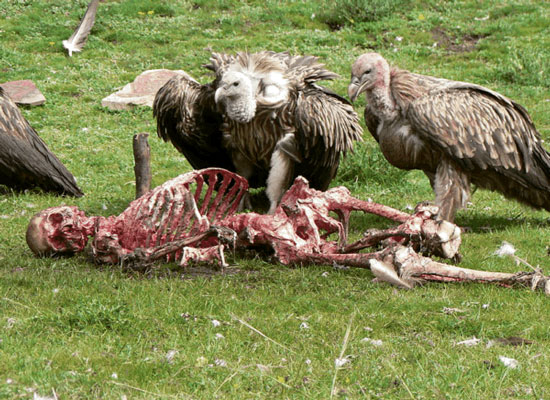 vultures human skeleton.jpg