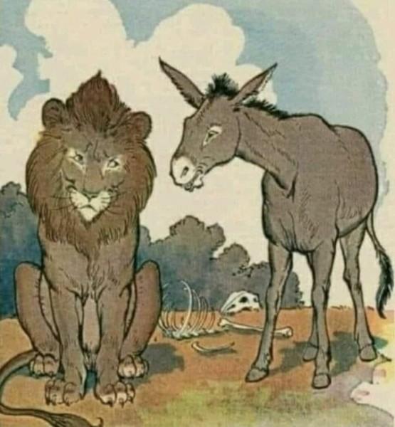 donkey.jpg